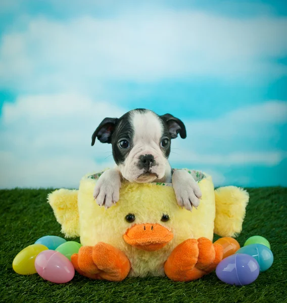 Easter Boston Terrier Puppy — Stock Photo, Image