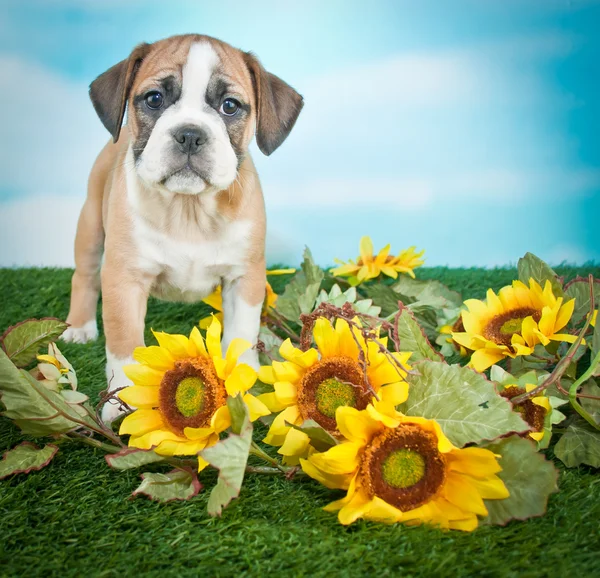 Bulldoggvalp — Stockfoto