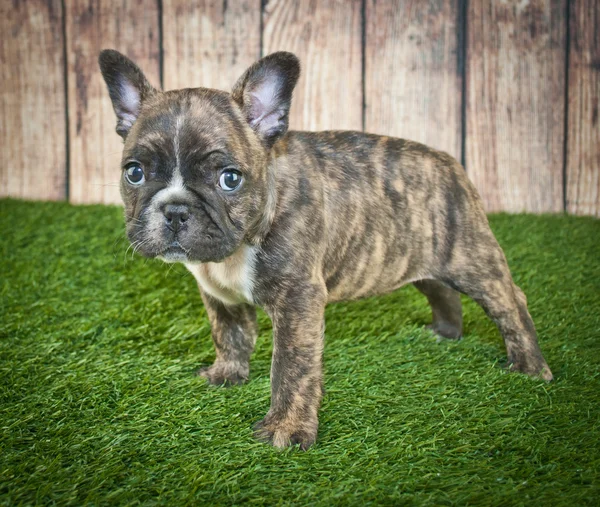 Bulldog francés cachorro — Foto de Stock