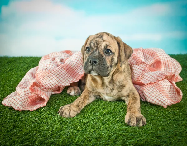 Cachorro quente e aconchegante Bulldog — Fotografia de Stock