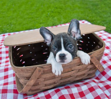 Köpek yavrusu piknik