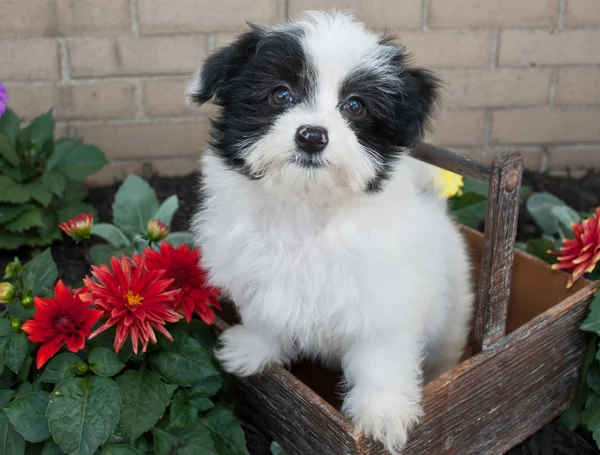 Havanese štěně — Stock fotografie