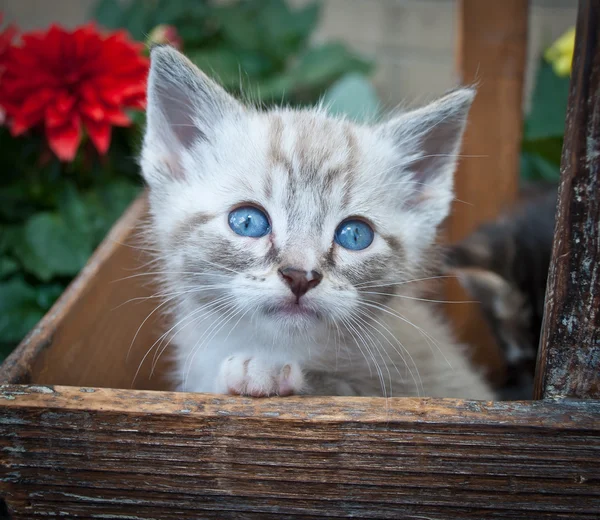 Суперсимпатичный сиамский котенок — стоковое фото