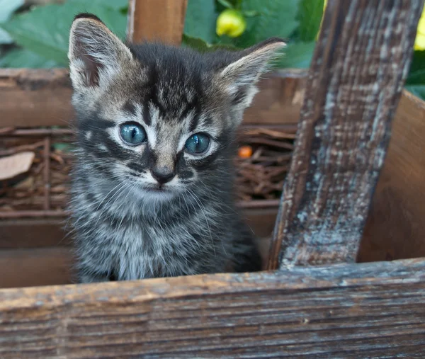 Tiny Tabby Kitten — Stock Photo, Image