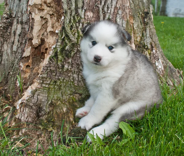 Cachorro huskimo — Fotografia de Stock