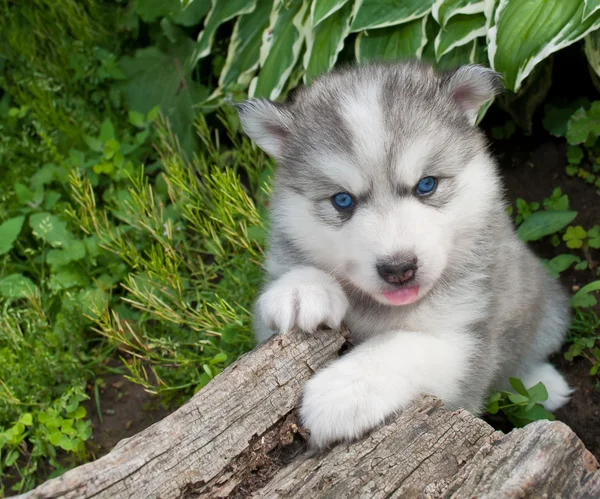 Silly Huskimo Puppy — Stock Photo, Image