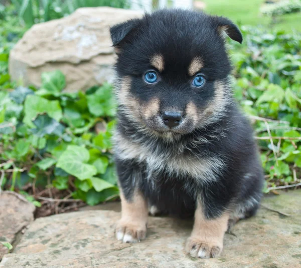 Pomsky Puppy — Stockfoto