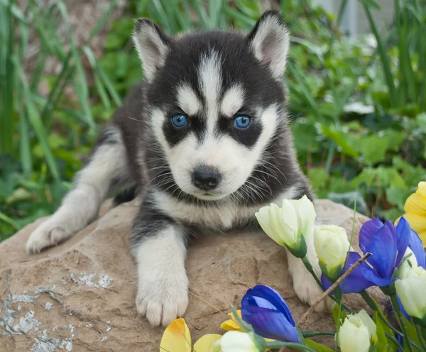 П'ять тижнів Husky цуценя — стокове фото