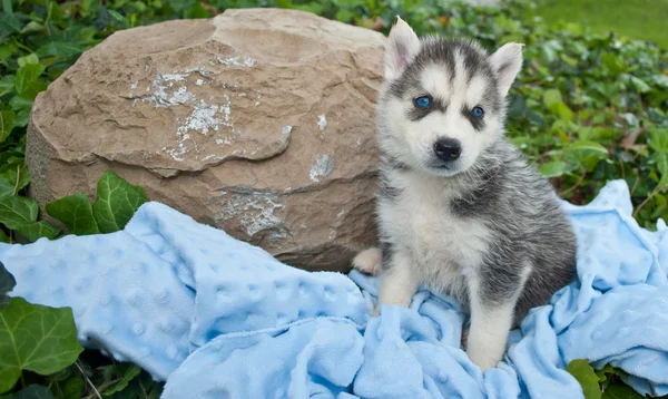 Azules Husky — Foto de Stock