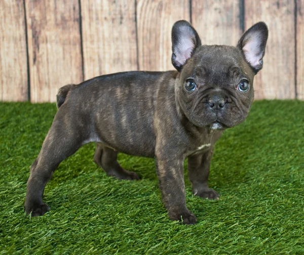 Francia bulldog kiskutya — Stock Fotó