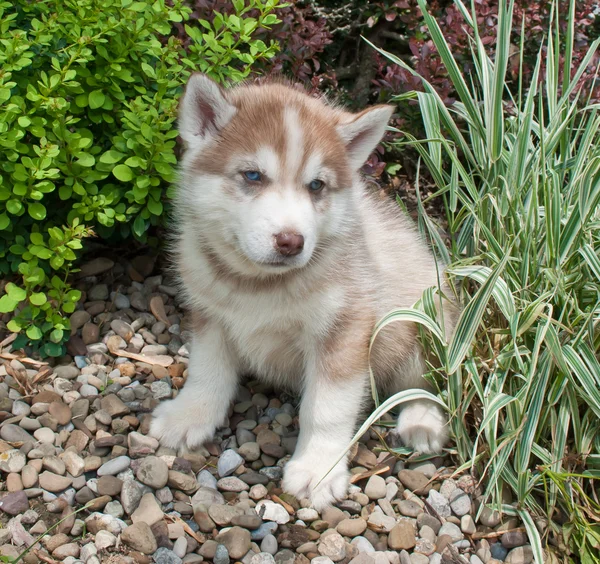 Husky Puppy — Fotografie, imagine de stoc