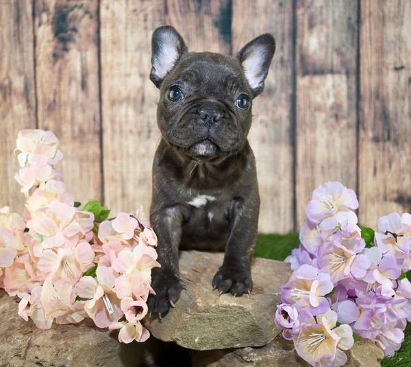 French Bulldog Puppy — Stock Photo, Image