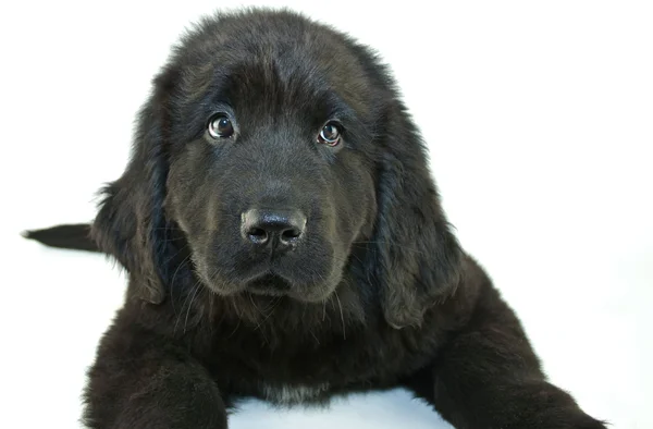 Filhote de cachorro da terra nova — Fotografia de Stock