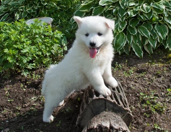 Huskimo Puppy — Stock Photo, Image