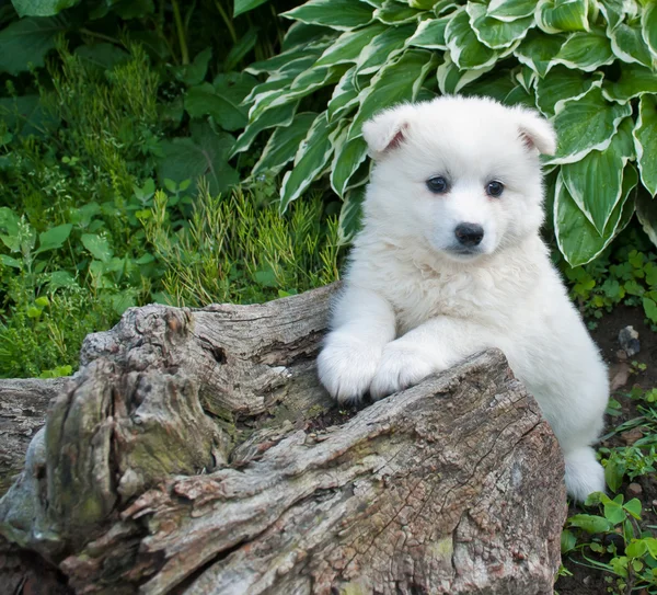 Huskimo Puppy — Stockfoto