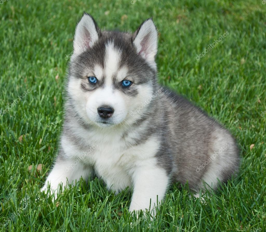 blue and green eyed husky