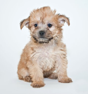 Yorkie Poo köpek yavrusu