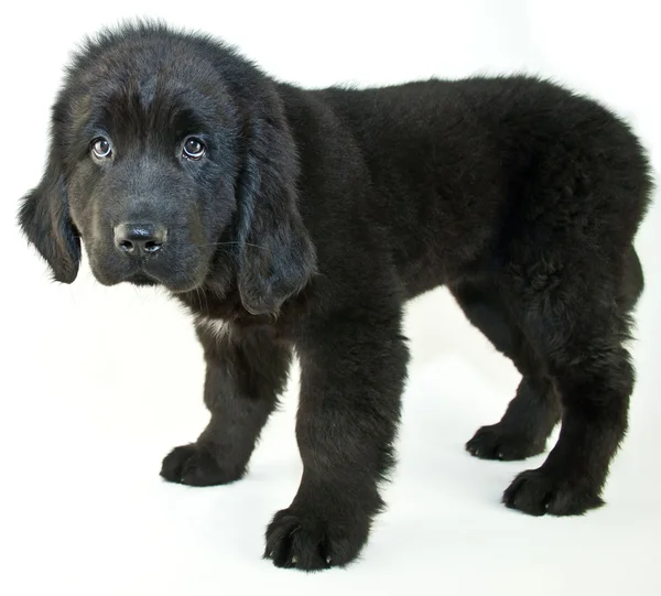 Ojos de cachorro — Foto de Stock