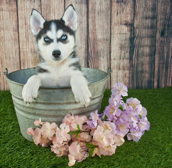 Husky Puppy — Stock Photo, Image