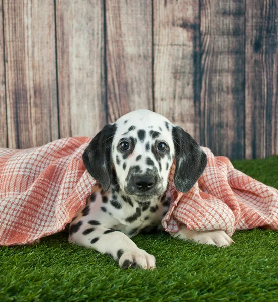 Sömnig dalmatiska valp — Stockfoto