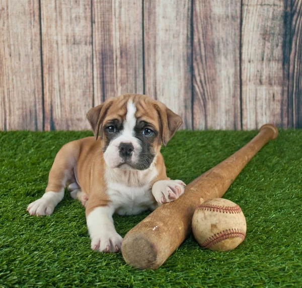 Spela boll! — Stockfoto