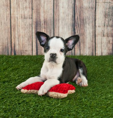 Frenchton köpek yavrusu