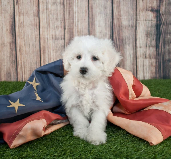 Cachorro patriótico — Fotografia de Stock