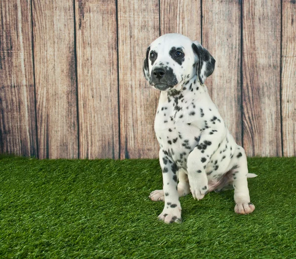 Bedelen Dalmatische pup — Stockfoto