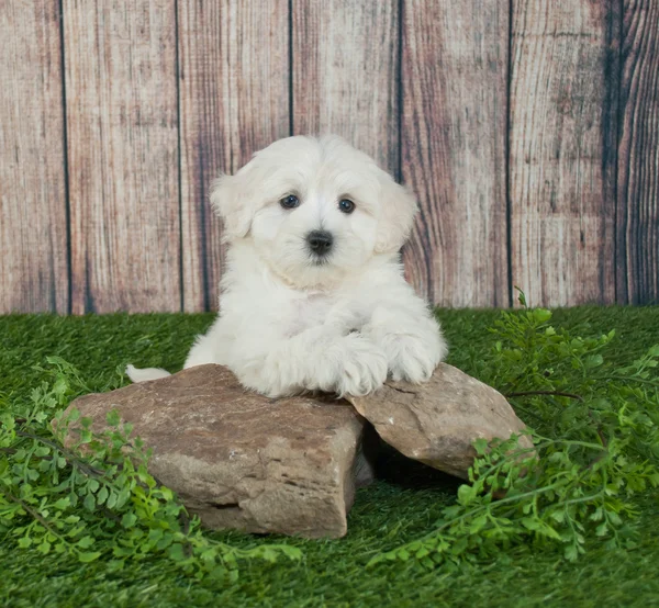 Maltipoo κουτάβι — Φωτογραφία Αρχείου