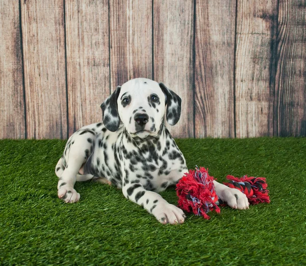 Dalmatisk valp — Stockfoto