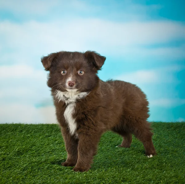 澳大利亚牧羊犬小狗 — 图库照片