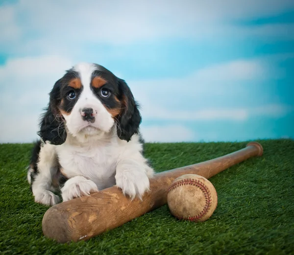 Ball spielen! — Stockfoto