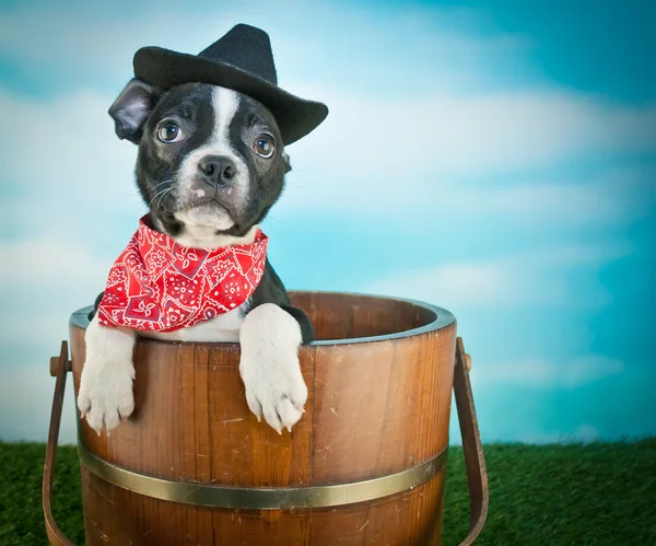 Puppy voor Cowboy — Stockfoto