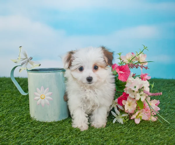 Spring Time Puppy — Fotografie, imagine de stoc