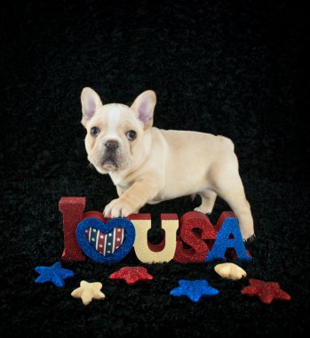 Vatansever köpek yavrusu