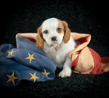  Vatansever köpek yavrusu