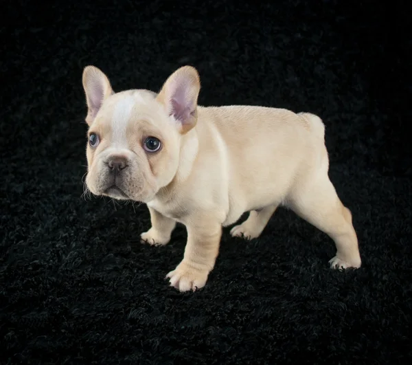 French Bulldog Puppy — Stock Photo, Image