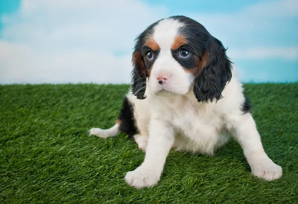 King Charles Cavalier Puppy — Stockfoto