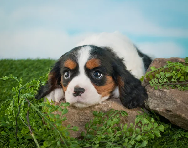 Uykulu köpek yavrusu — Stok fotoğraf