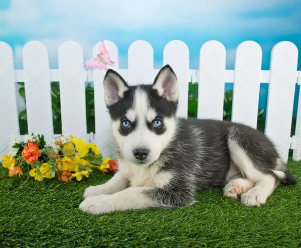 Cachorrinho primavera — Fotografia de Stock