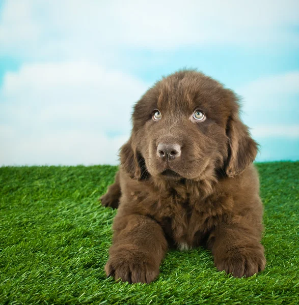 Filhote de cachorro da terra nova — Fotografia de Stock