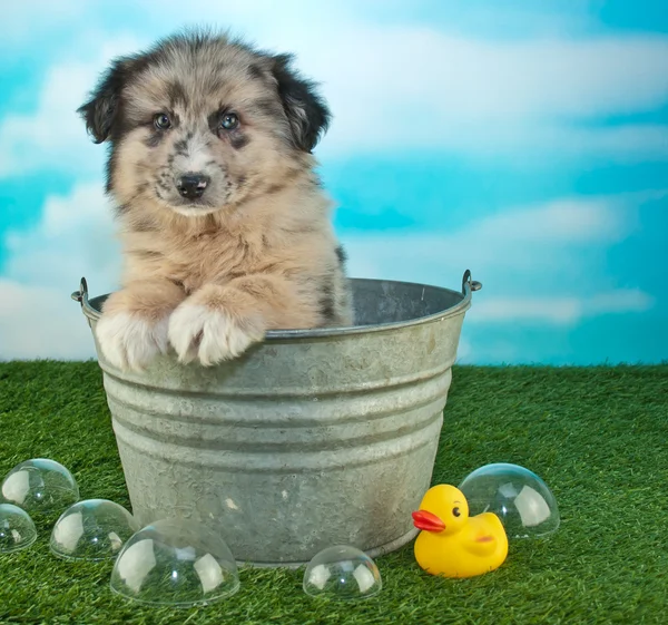 Banyo zaman köpek yavrusu — Stok fotoğraf