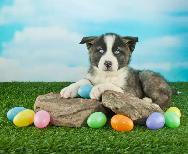 Filhote de cachorro da Páscoa — Fotografia de Stock