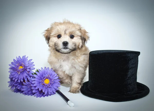 Abracadabra — Fotografia de Stock