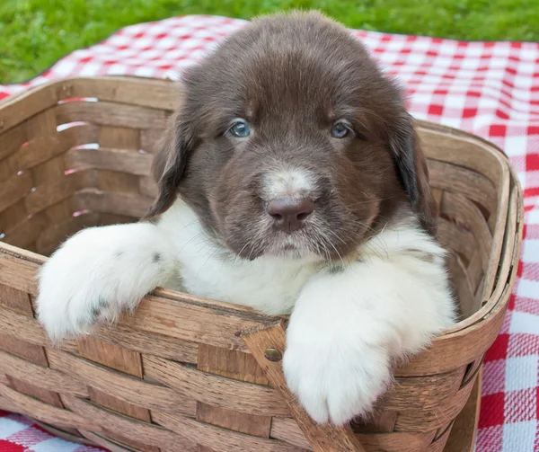 Picnic cachorro — Foto de Stock