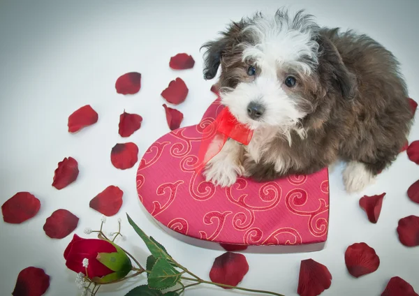 Amor filhote de cachorro — Fotografia de Stock