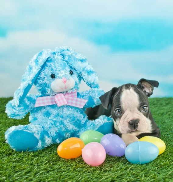 Filhote de cachorro da Páscoa — Fotografia de Stock