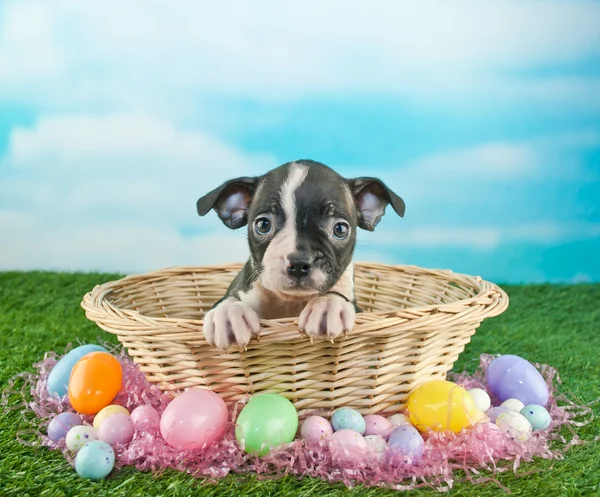 Filhote de cachorro da Páscoa — Fotografia de Stock