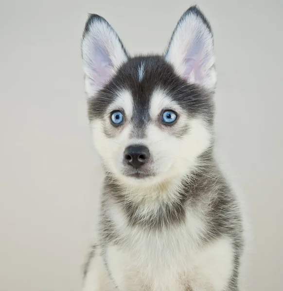 Pomsky hvalp - Stock-foto