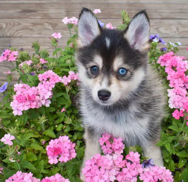 Pomsky Puppy — Stockfoto